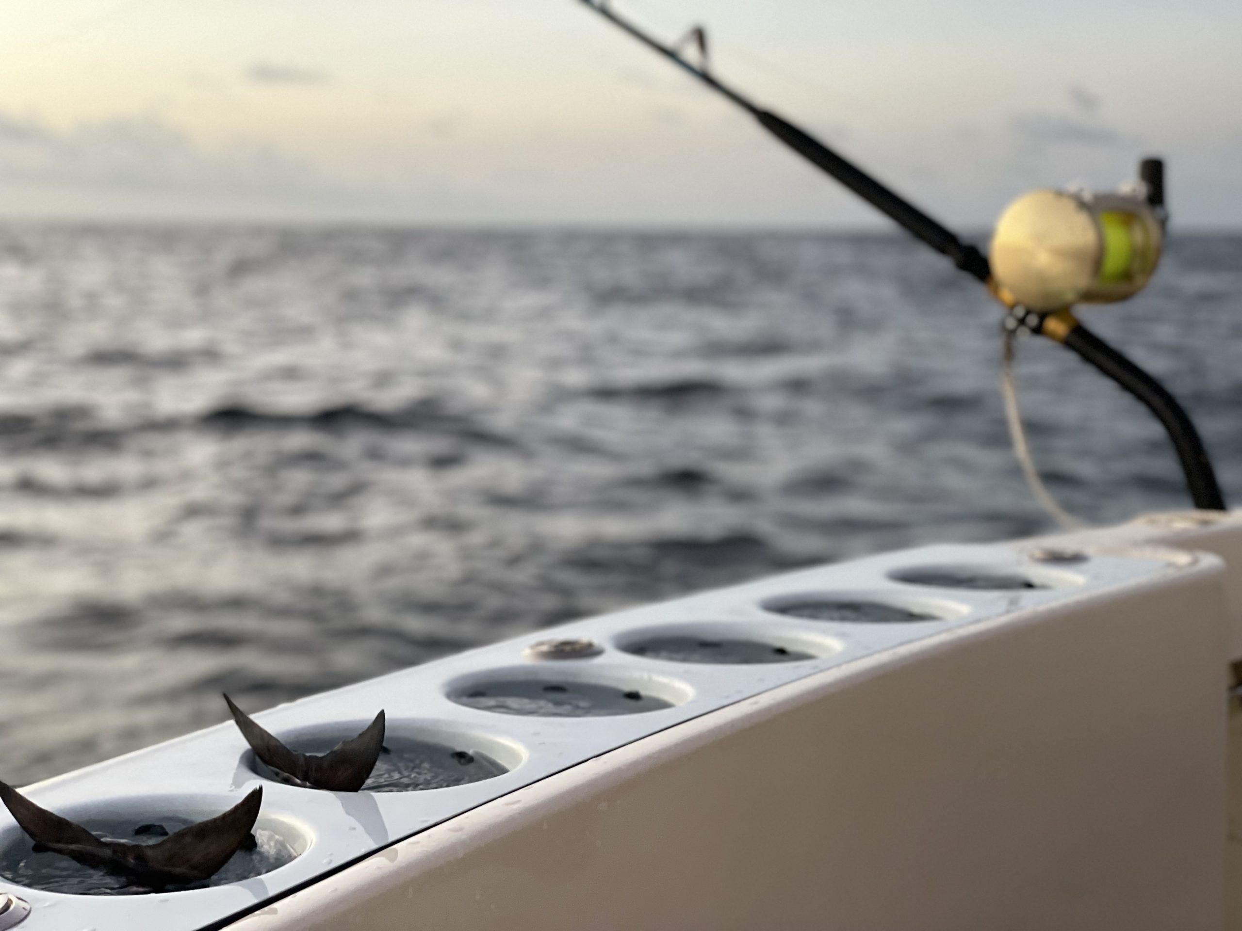 Custom Tuna Tubes Hatteras Sportfish Tuna Tubes Installed in transom baitwell